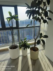 -HEYAN荷妍专业脱毛连锁机构