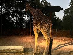 -清迈夜间动物园