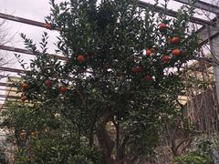 -金科花卉市场