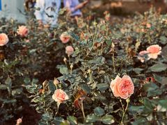 -人民公园(罗湖区)