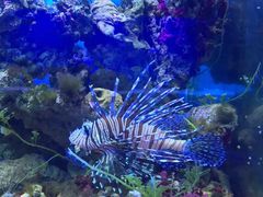 -御唐府海珊瑚主题餐厅
