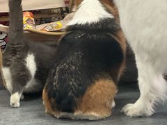 -汪说·狗咖(旺城大厦店)