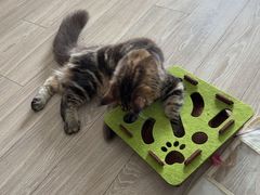 -爱佳宠物中心医院24H·CT·骨外科·猫专科(瑶海万达店)
