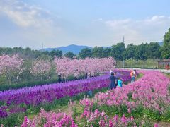 -天适樱花悠乐园