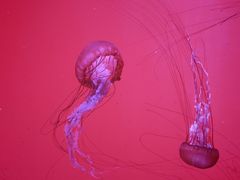 -沈阳海洋探索中心