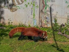 -青藏高原野生动物园