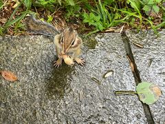 -五营红松林海景区