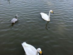 -盐城丹顶鹤湿地生态旅游区