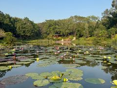 -云溪植物园