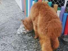 -1013 PET SHOP 宠物商店(近铁城市广场店)