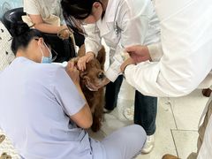 -全心全意连锁动物医院(加州店)
