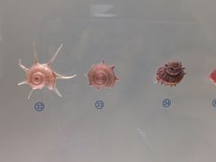 -青岛贝壳博物馆