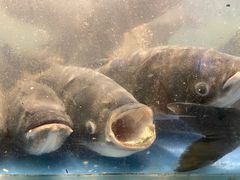 大口胖头鱼-深巷家味馆.湖北头牌红烧鱼头拌饭(黄陂店)