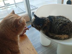 -藏猫猫咖啡主题馆(中央大道店)