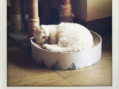 -猫咖时代(中山亭店)