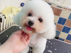 -派多格宠物·购宠(靛厂路店)