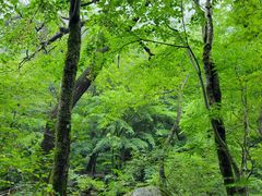 -青峰峡国家森林公园