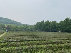 -中国茶叶博物馆(双峰馆区)
