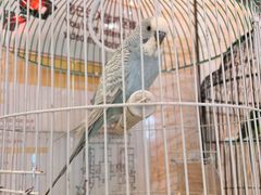 -廊坊固安福朋喜来登酒店
