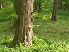 -黄海国家森林公园