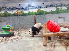 -西安秦岭野生动物园