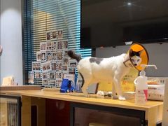-御宝贝·A梦猫科宠物医院(国际猫友好医院)