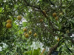 -国家植物园南园