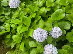 -普陀山风景区-佛顶山