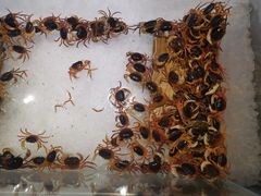 -築鳥日本料理(黑沙环店)