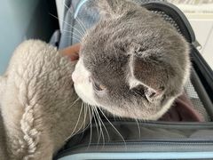 -爱侣宠医·鹦鹉专科·小型哺乳类·异宠专科(灵石路店)