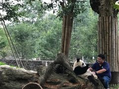 -都江堰中华大熊猫苑