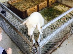 -清迈夜间动物园