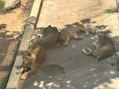 -西霞口神雕山野生动物世界