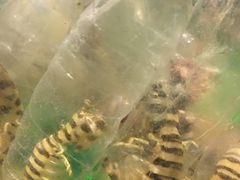 -Isla Sugbu Seafood City