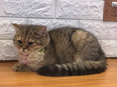 -龟与熊猫宠物公园(南坪店)