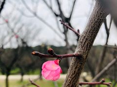 -苏州上方山国家森林公园
