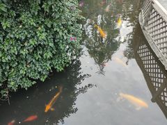-九尺赵老四鲜鹅肠火锅