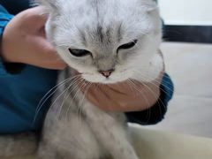 -安安宠医·安宠宠物医院