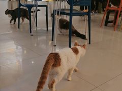 -平行世界·猫咖(首经贸店)
