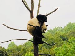 -都江堰中华大熊猫苑