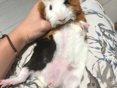 -PETKIT 小佩宠物·低压洗护·美容·寄养(安远店)