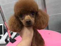 -宠福鑫康馨动物医院·骨科·眼科