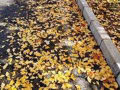 -三里屯东五街银杏大道