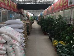 -龙大花卉苗木市场