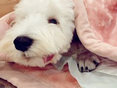 -爱侣宠医·鹦鹉专科·小型哺乳类·异宠专科(灵石路店)