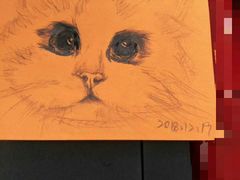 -Bastet sally猫舍购宠(静安店)