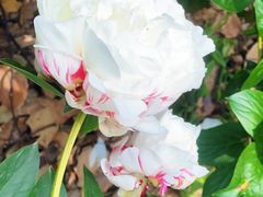 -上海鲜花港