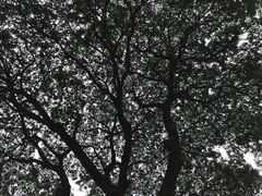 -三塔倒影公园
