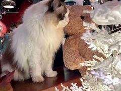 -咖法森林·咖啡  酒吧(天河店)