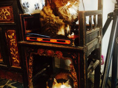 Anne猫窝咖啡屋-Anne猫窝咖啡屋